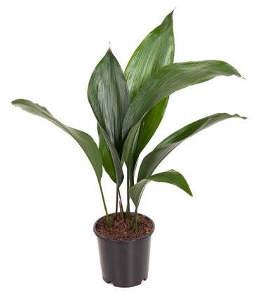 Aspidistra Plant - Cast Iron Plant